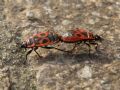 Pyrrhocoris apterus