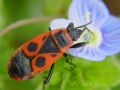 Pyrrhocoris apterus