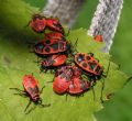 Pyrrhocoris apterus