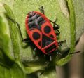 Pyrrhocoris apterus