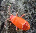 Pyrrhocoris apterus