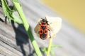 Pyrrhocoris apterus f. pennata