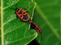 Pyrrhocoris apterus f. pennata