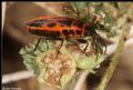 Pyrrhocoris apterus