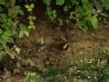 Gallinula chloropus