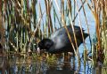 Fulica atra