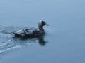 Fulica atra