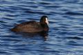 Fulica atra
