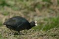 Fulica atra