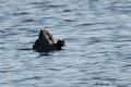 Fulica atra