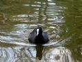 Fulica atra