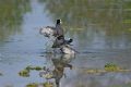 Fulica atra
