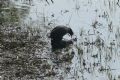 Fulica atra