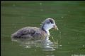 Fulica atra