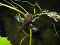 Pelophylax sp.