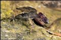Rana italica
