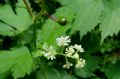 Actaea spicata