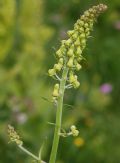 Aconitum lycoctonum