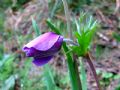 Anemone coronaria