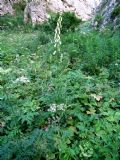 Aconitum lycoctonum