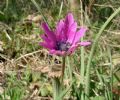 Anemone hortensis