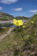 Pulsatilla alpina subsp. apiifolia