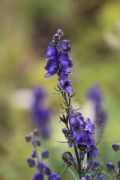 Aconitum napellus