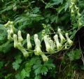 Aconitum lycoctonum