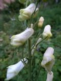 Aconitum lycoctonum