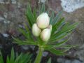 Anemonastrum narcissiflorum