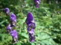 Aconitum variegatum