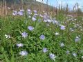 Anemone apennina