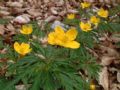 Anemonoides ranunculoides