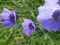 Anemone coronaria