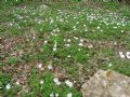 Anemone apennina