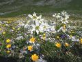 Anemonastrum narcissiflorum