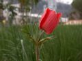 Anemone coronaria