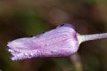 Anemone hortensis