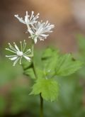 Actaea spicata