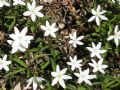 Anemonoides trifolia subsp. brevidentata