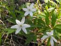 Anemonoides trifolia subsp. brevidentata