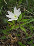 Anemonoides trifolia subsp. brevidentata