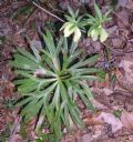 Helleborus viridis subsp. bocconei