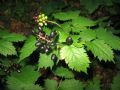 Actaea spicata