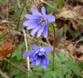 Anemone apennina