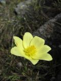 Pulsatilla alpina subsp. apiifolia