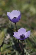 Anemone coronaria