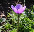 Anemone coronaria