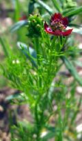 Adonis annua