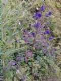 Aconitum degenii